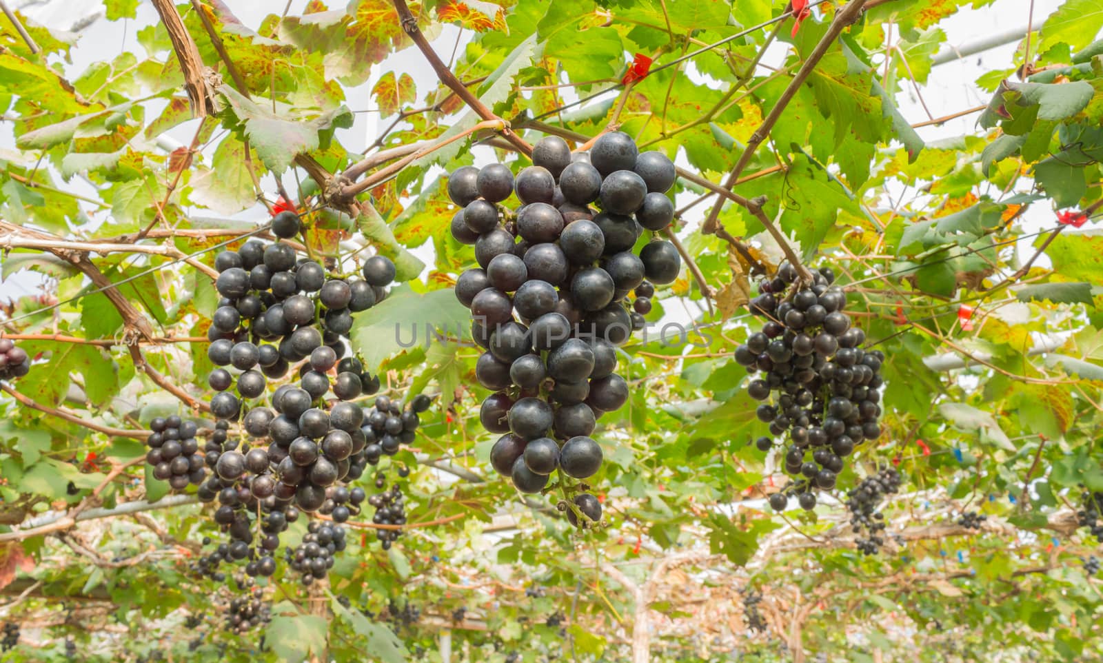 Black Grapes in Grape Garden or Vineyard Wide View by steafpong