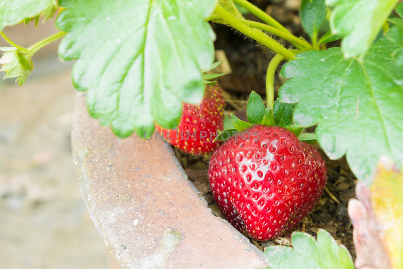 Red strawberry fruit new born in flowerpot with green leaves background for food design.