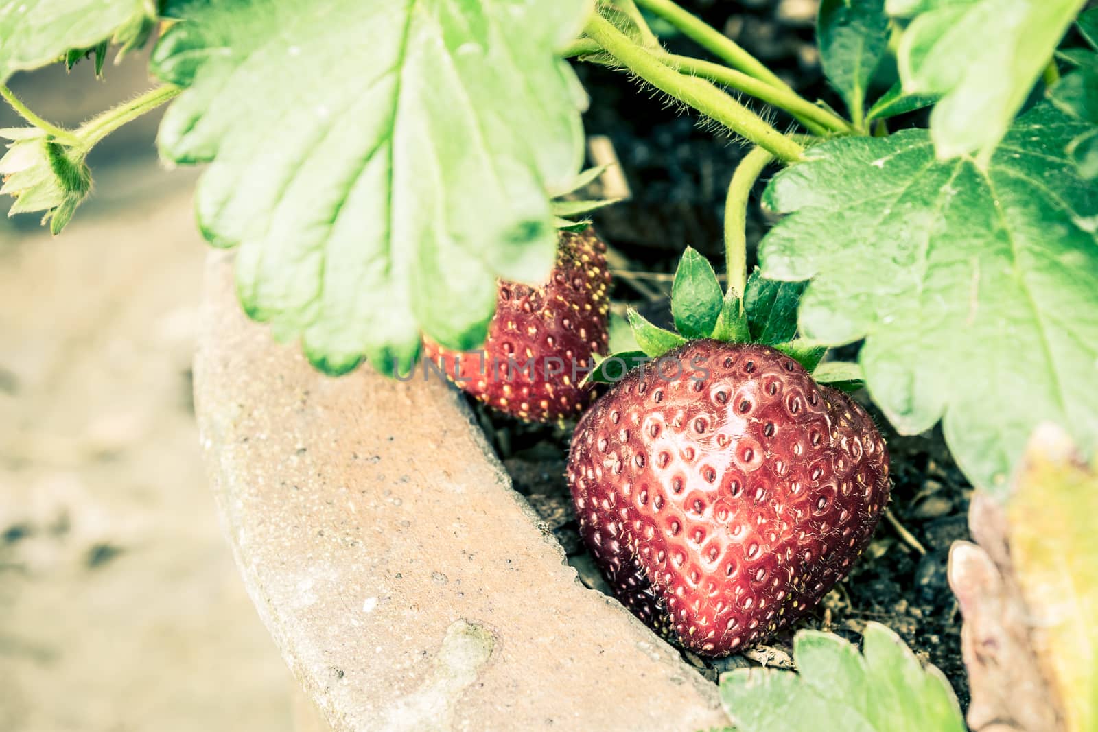 Red strawberry fruit new born in flowerpot with green leaves background vintage style for food design.