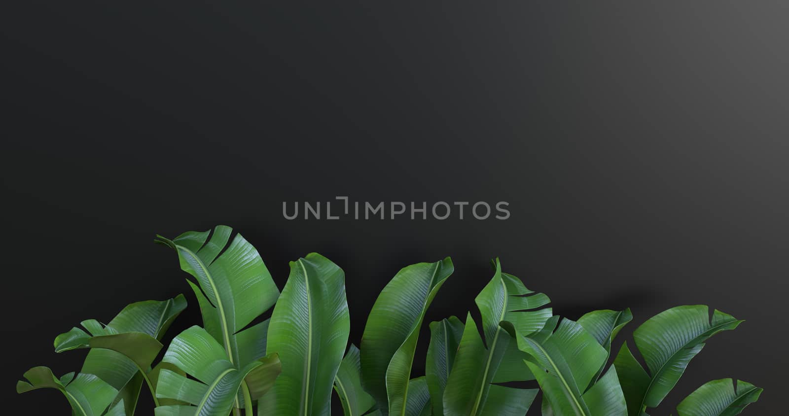 3d rendering of banana leaves and black background.