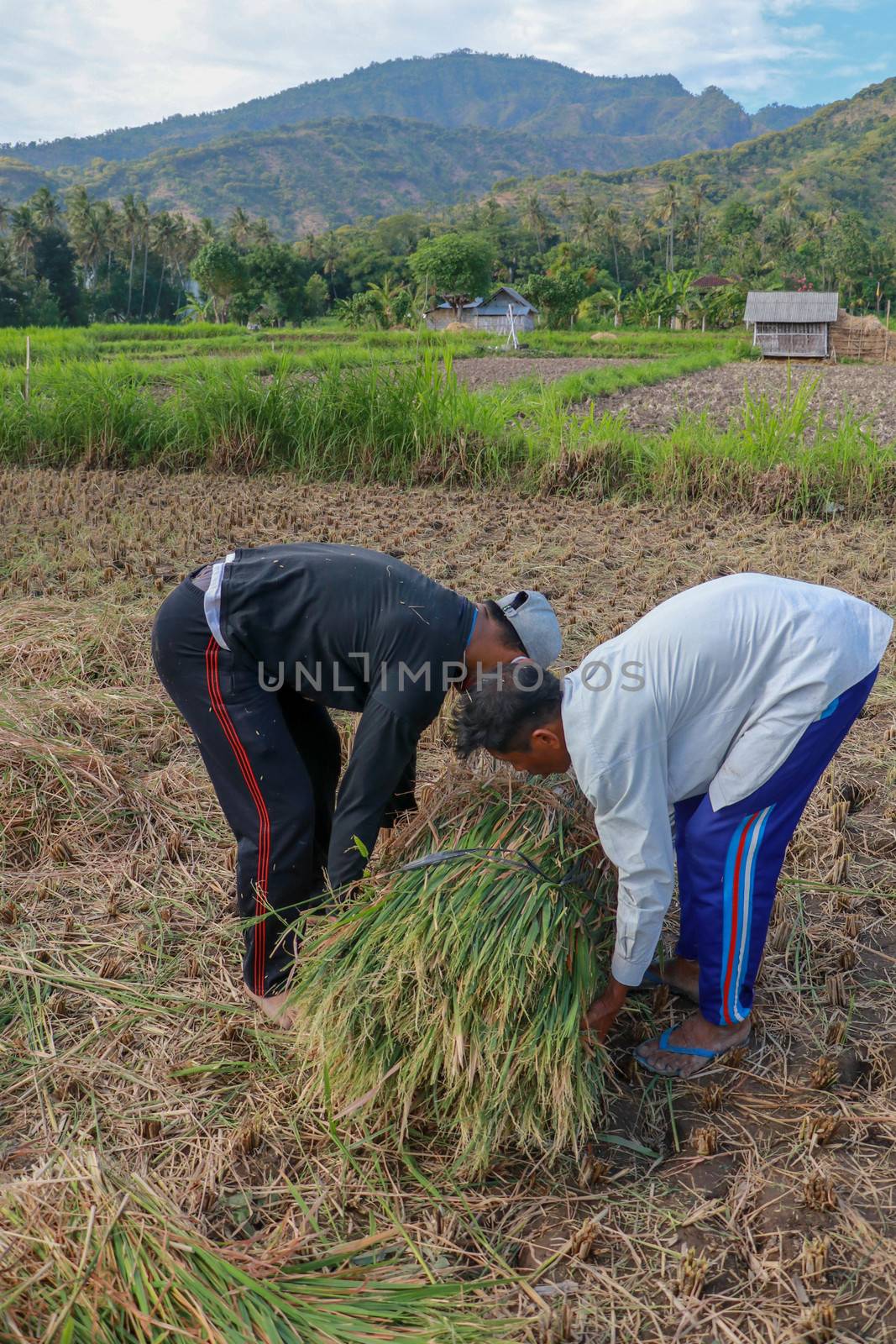 Balinese rice farmer at work harvesting ripe rice on a beautiful sunny day. Two men working in the field. A younger man helps an older one to pick up sheaf of grass by Sanatana2008