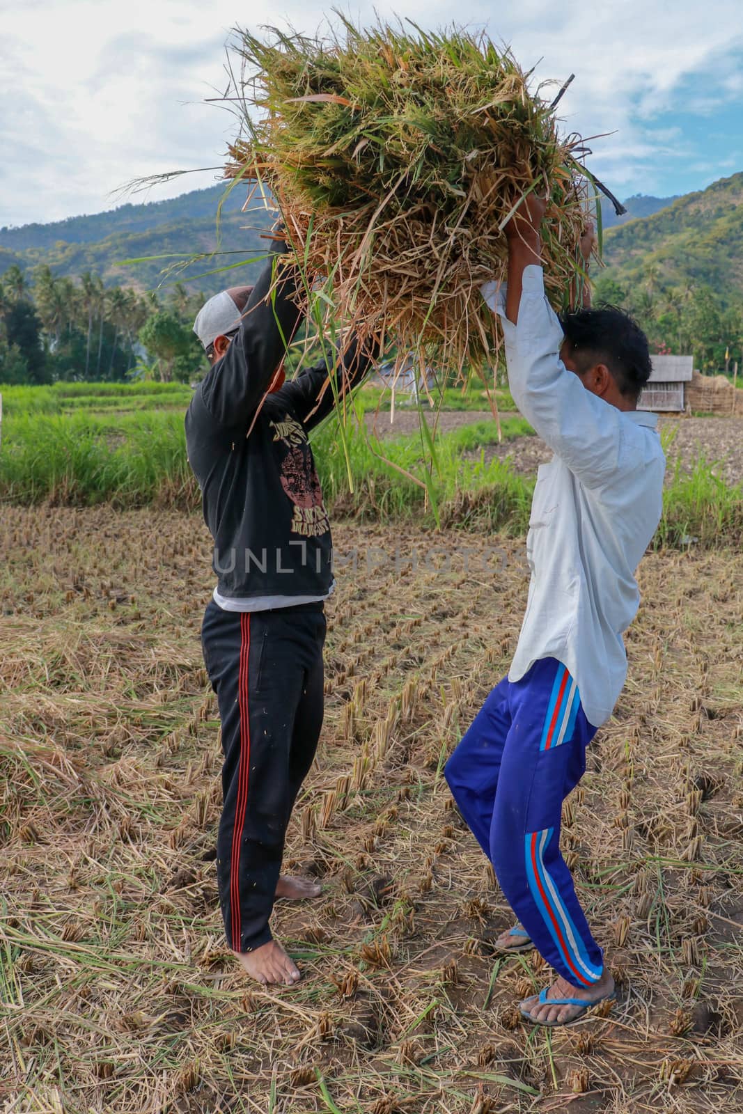 Balinese rice farmer at work harvesting ripe rice on a beautiful sunny day. Two men working in the field. A younger man helps an older one to pick up a sheaf of grass.