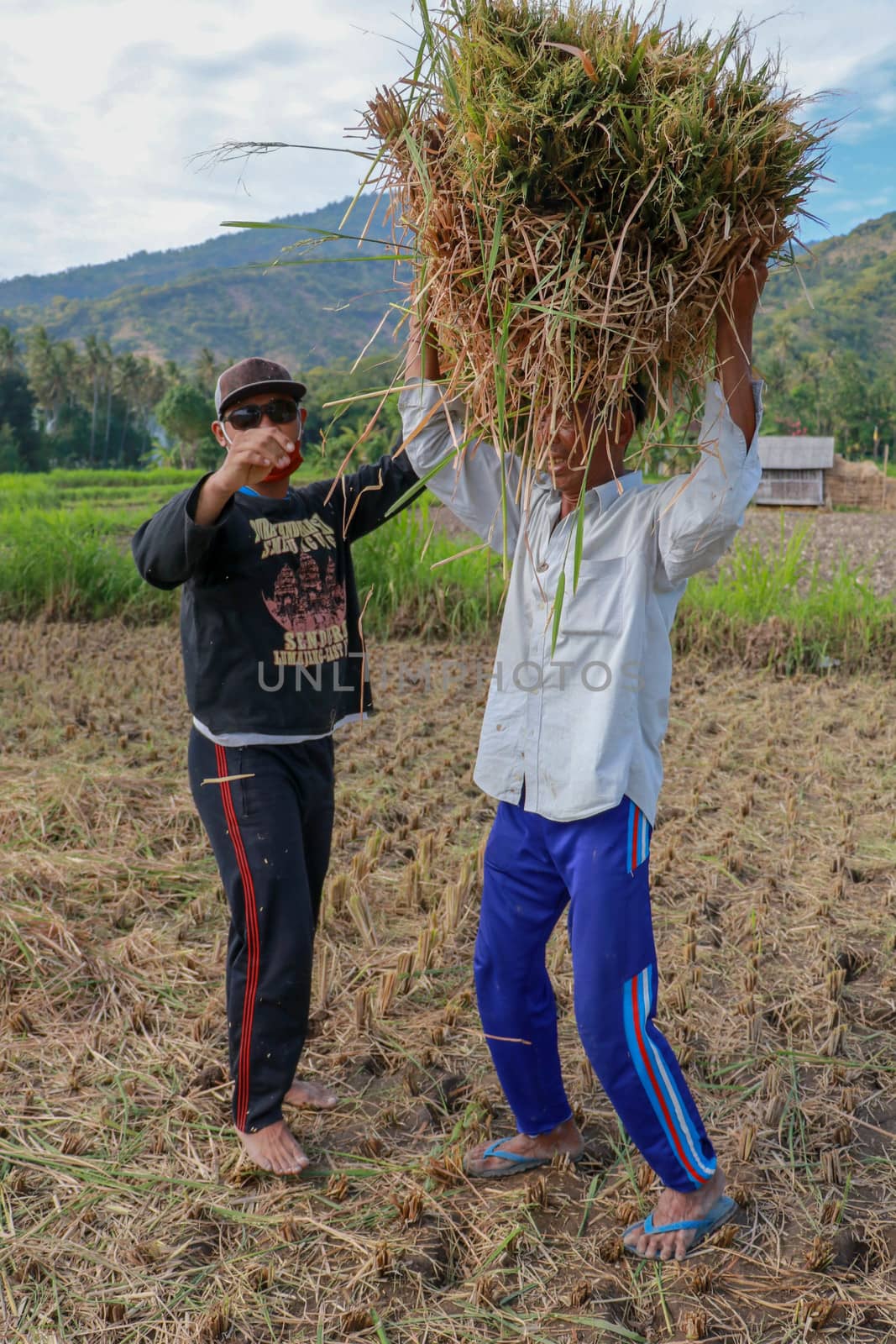 Balinese rice farmer at work harvesting ripe rice on a beautiful sunny day. Two men working in the field. A younger man helps an older one to pick up a sheaf of grass.