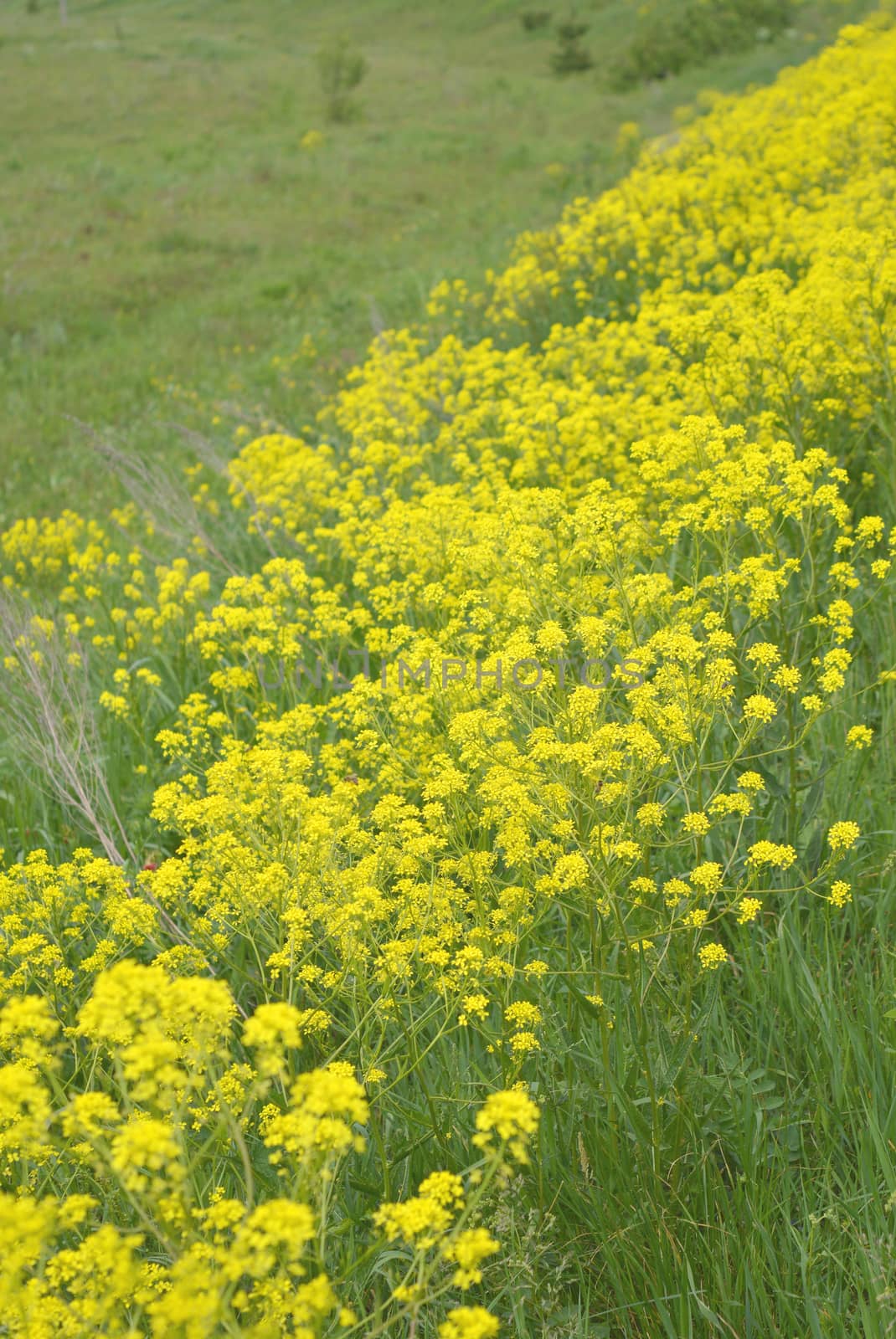 yellow wild flowers on field by sergpet