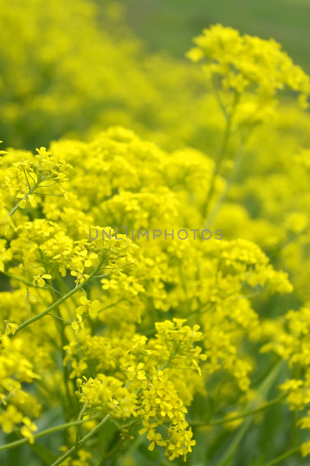 yellow wild flowers on field, shallow DOF