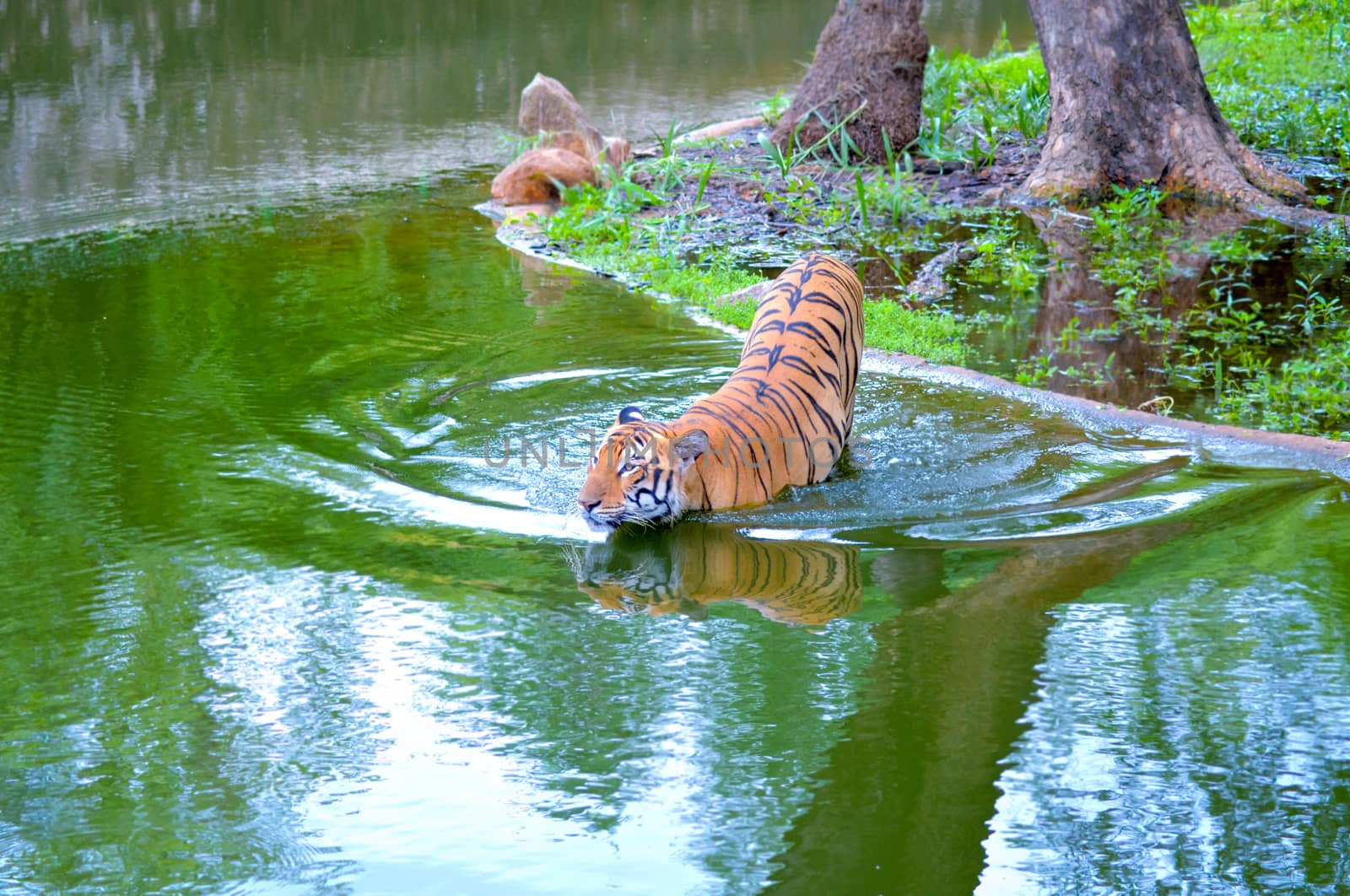 Tiger in water by rkbalaji