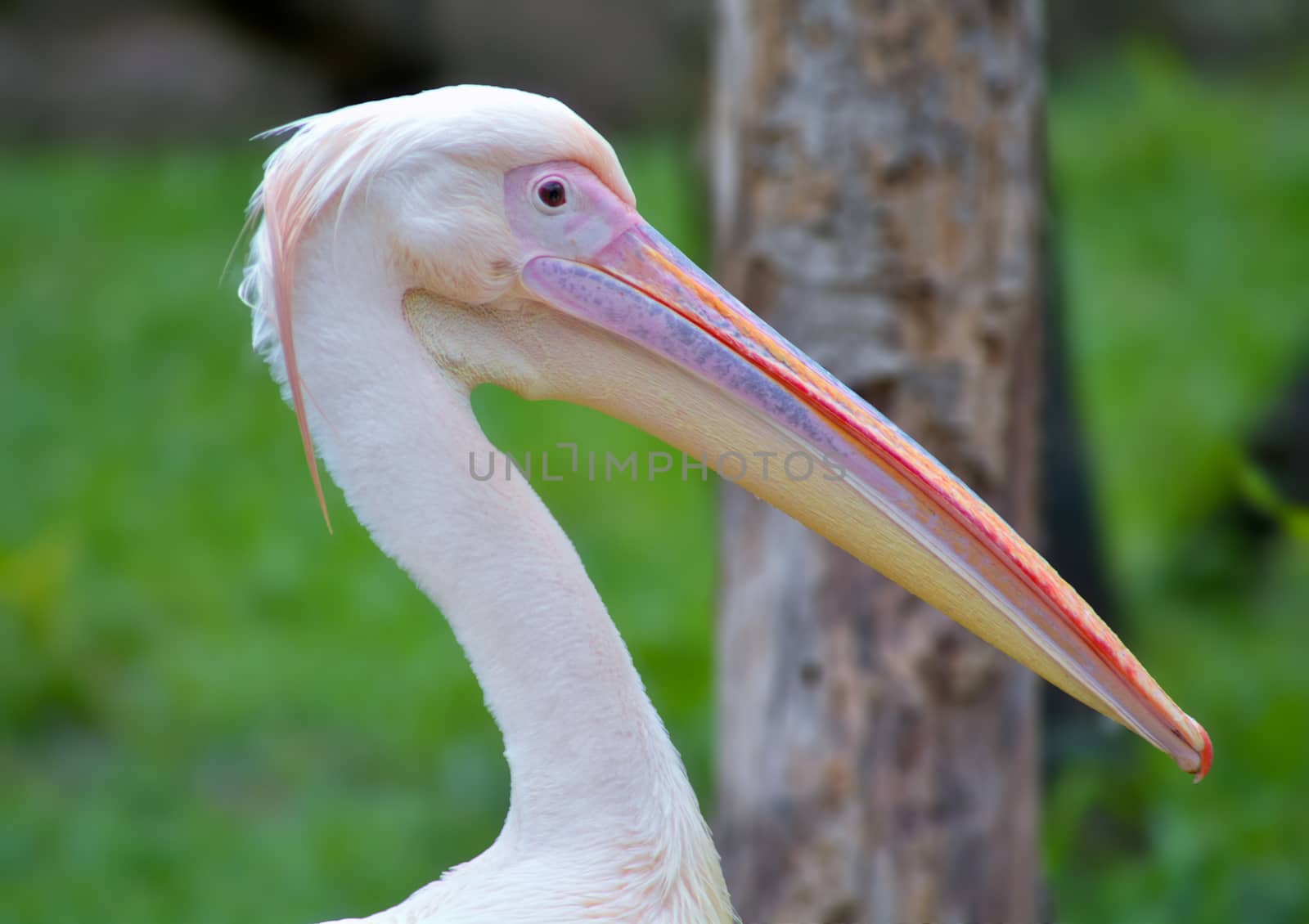 Pelicans are a large water birds. They are characterized by a long beak and a large throat pouch used for catching prey and draining water from the scooped-up contents before swallowing