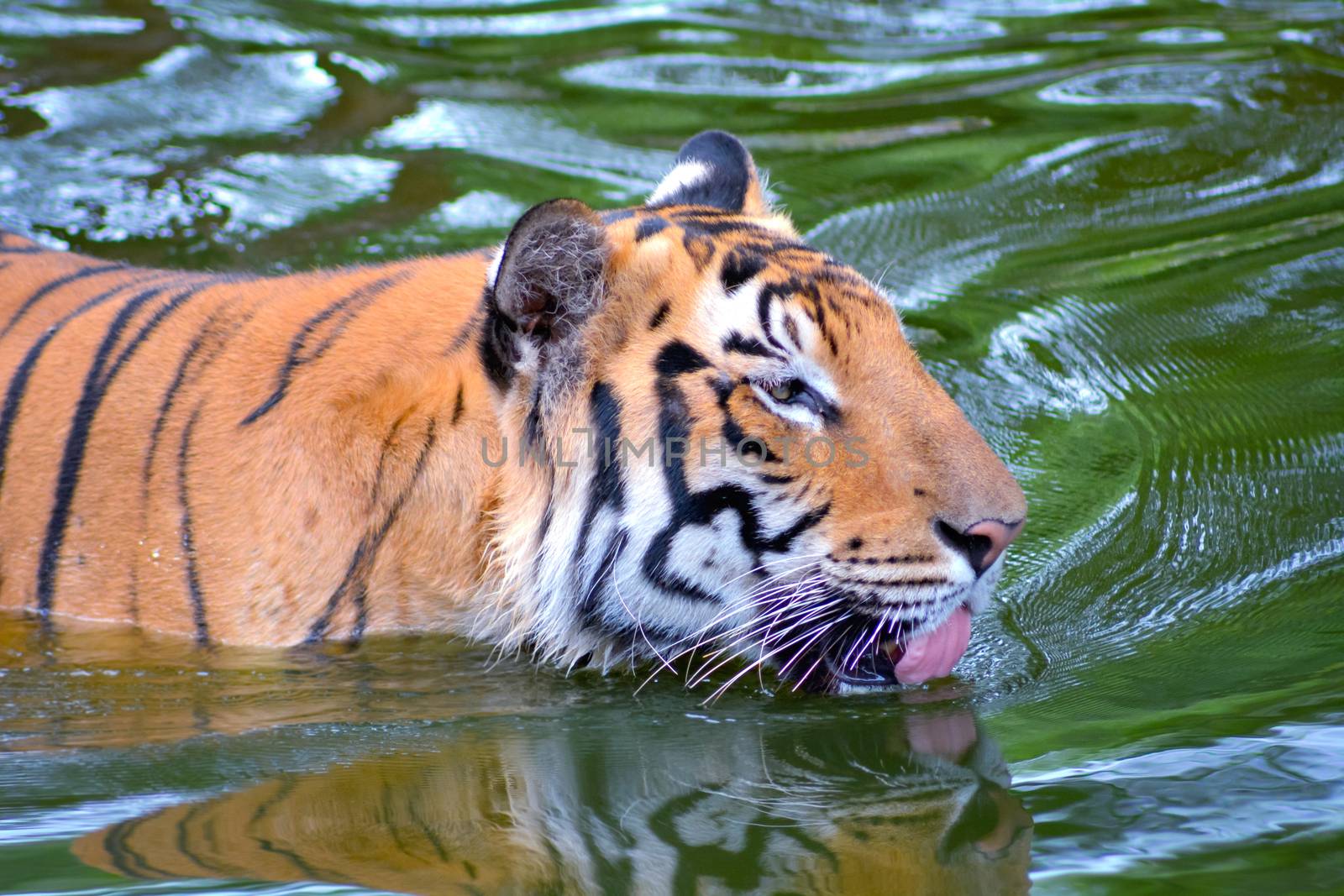 Tiger swimming in water with open tongue by rkbalaji