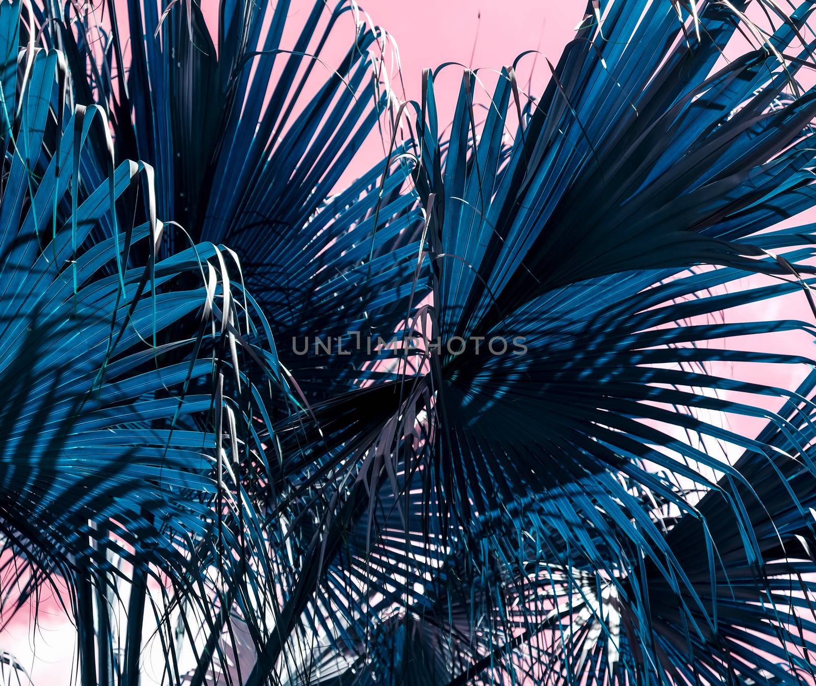 Tropical summer design of blue palm leaves on pink background by Myimagine