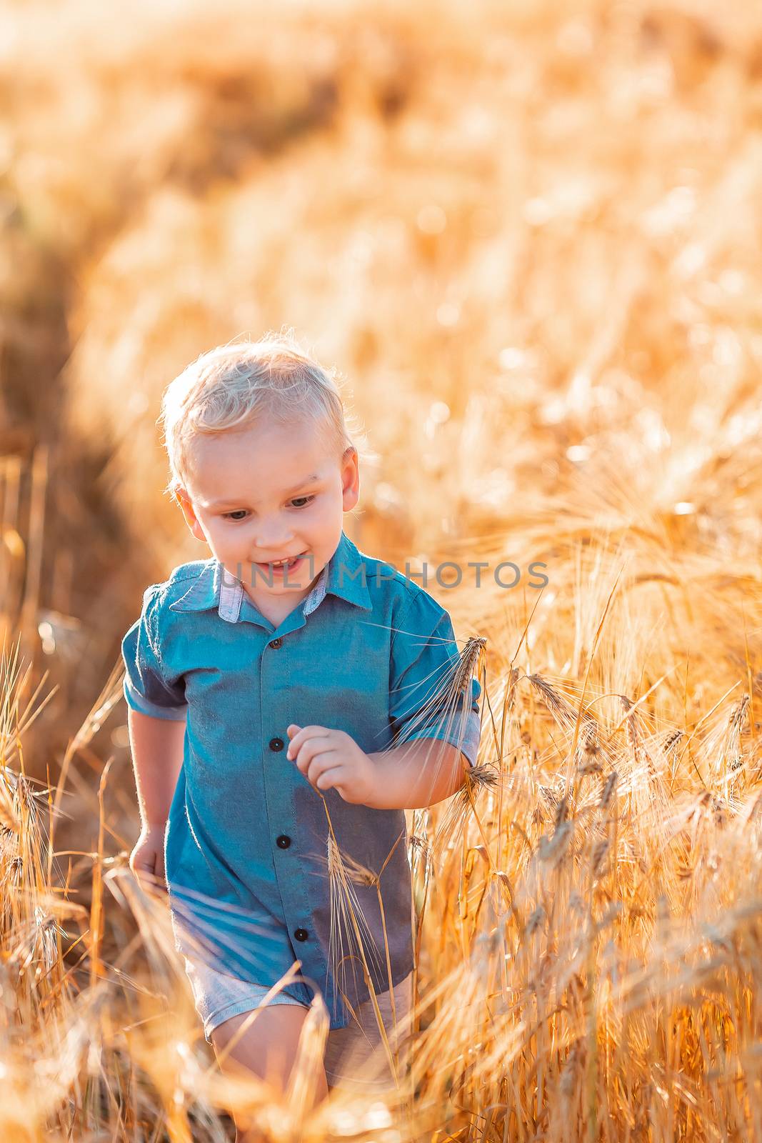 Cute baby boy running down golden wheat field at the sunset