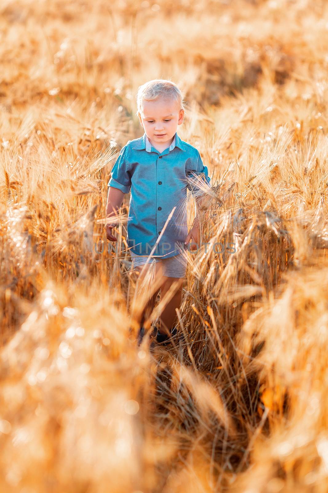 Cute baby boy running down golden wheat field at the sunset