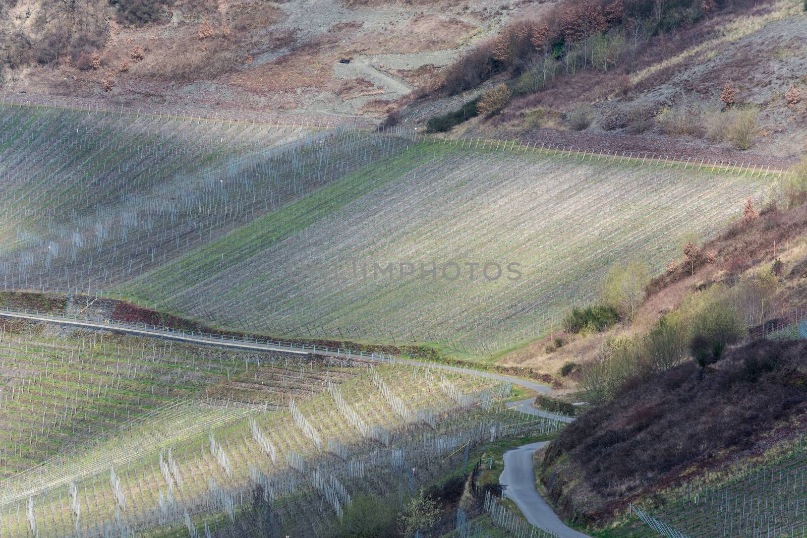 Winding road through vineyards by JFsPic