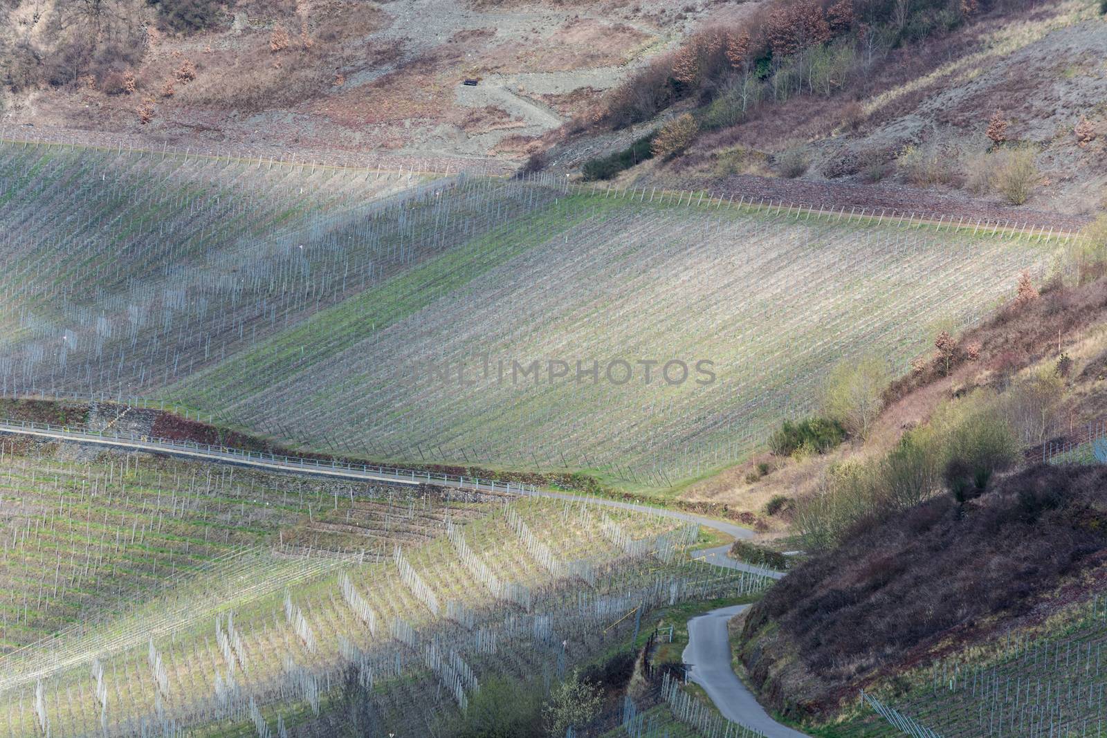 Winding Road through the vineyards on the Mosel in Germany.