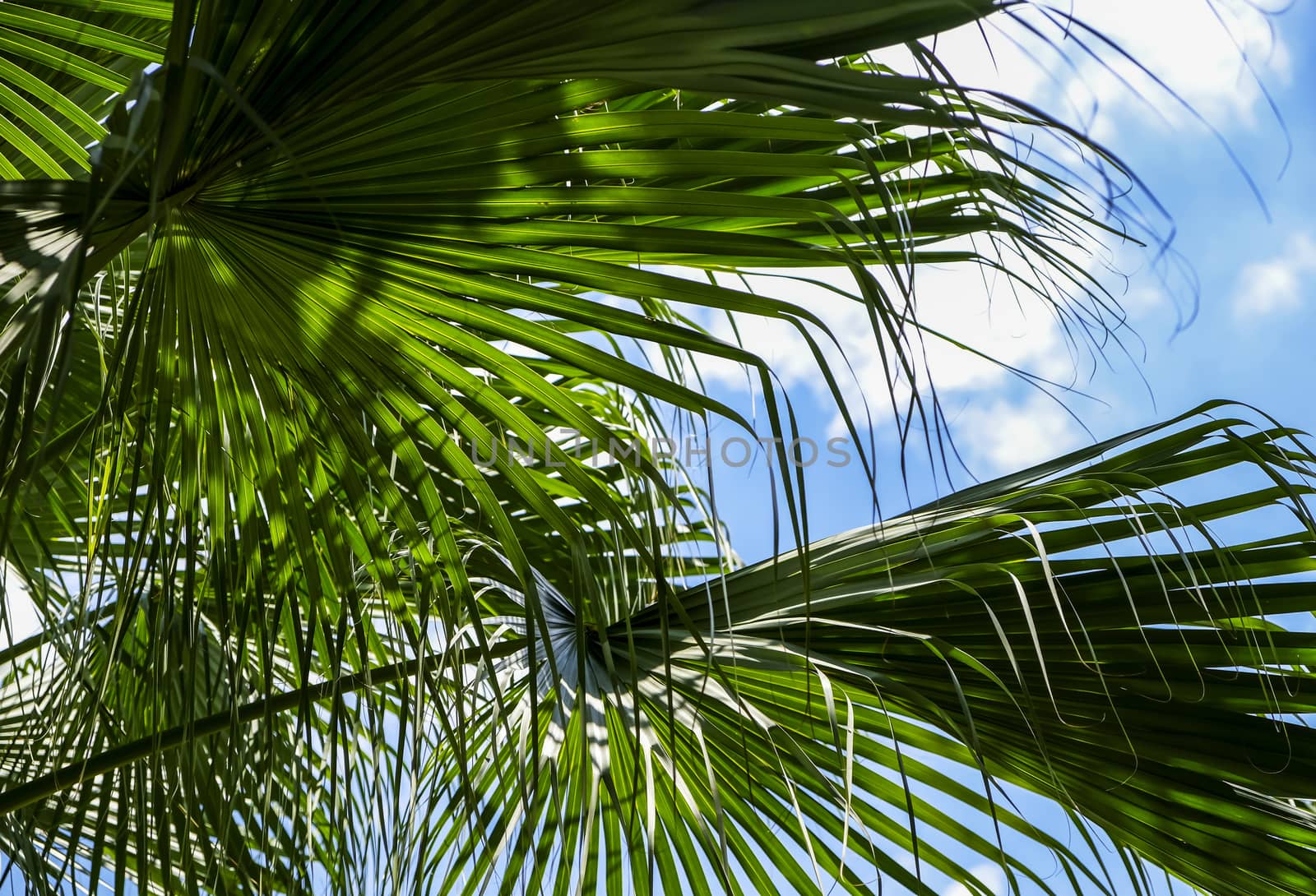 Palm leaves with sunlight in the garden Tropical leaf background by Myimagine