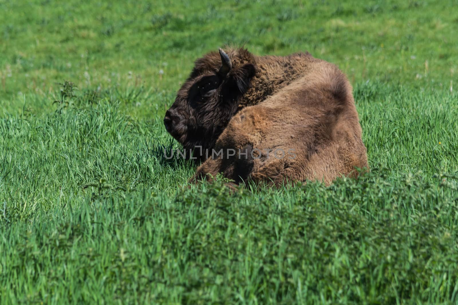 Bison in glacial wild reserve in the Neander Valley in a green meadow