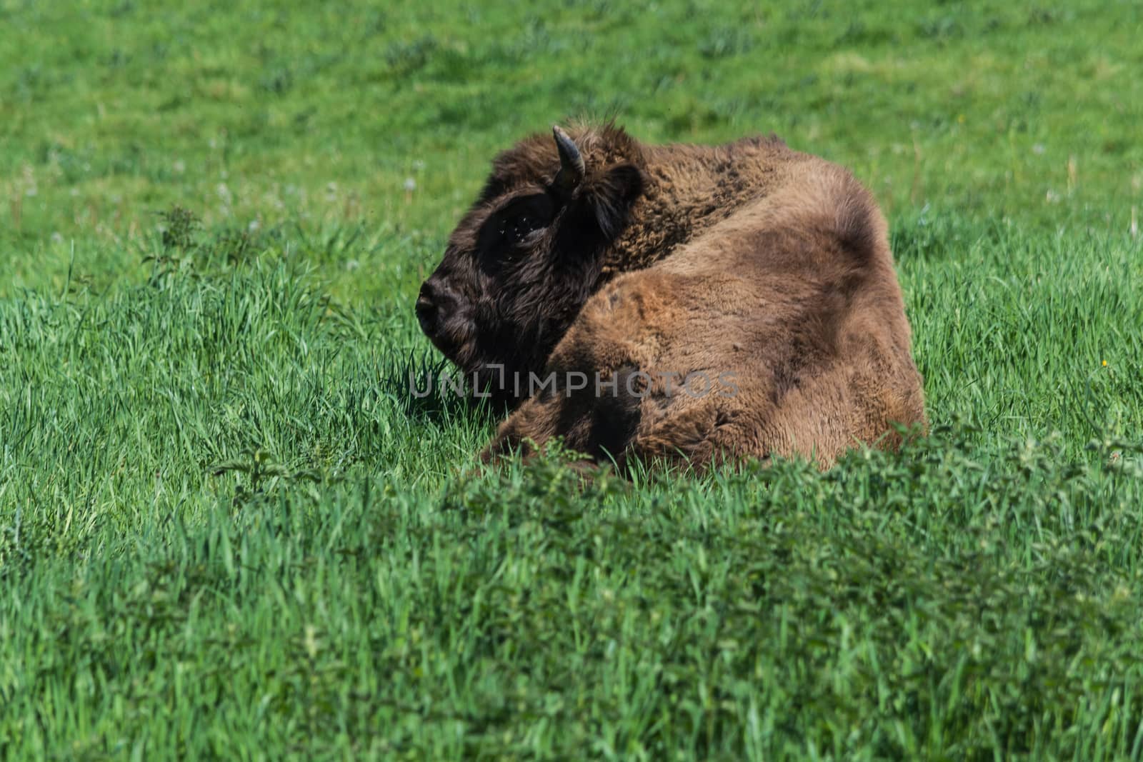 Large adult American buffalo or bison, lying on green prairie grass.