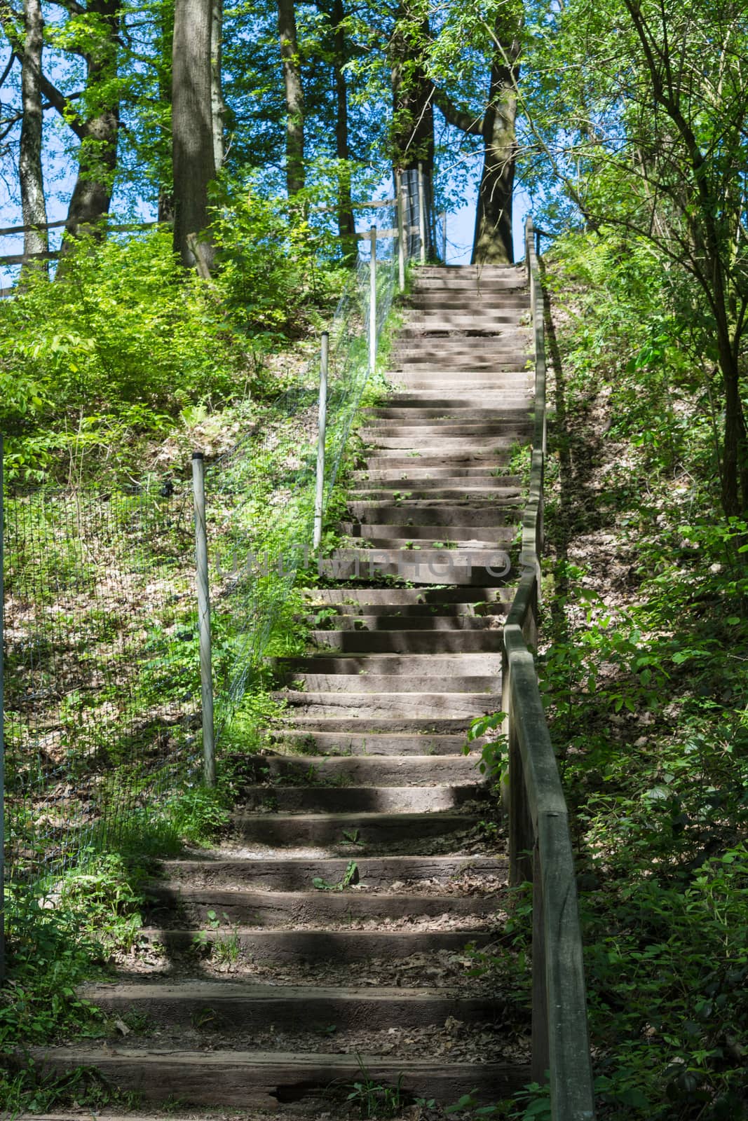 Stairs in the forest by JFsPic