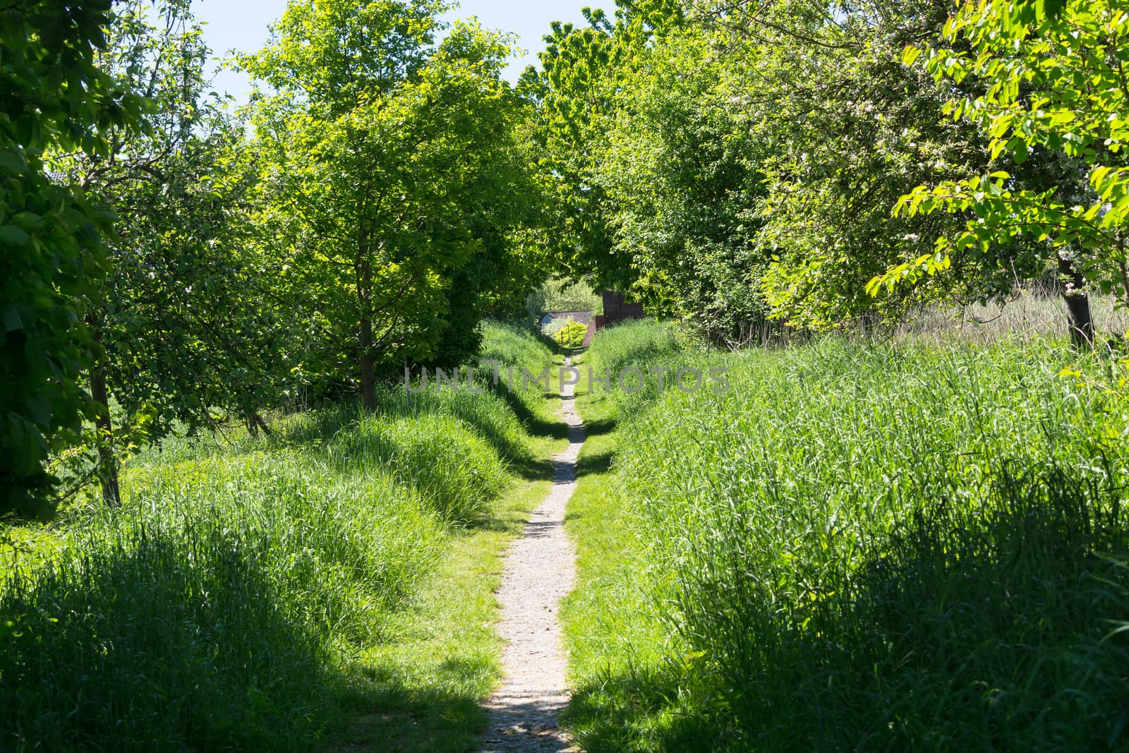 Fairytale forest landscape alley way outdoor space park nature landscape environment with path for walking among trees and sunbeams