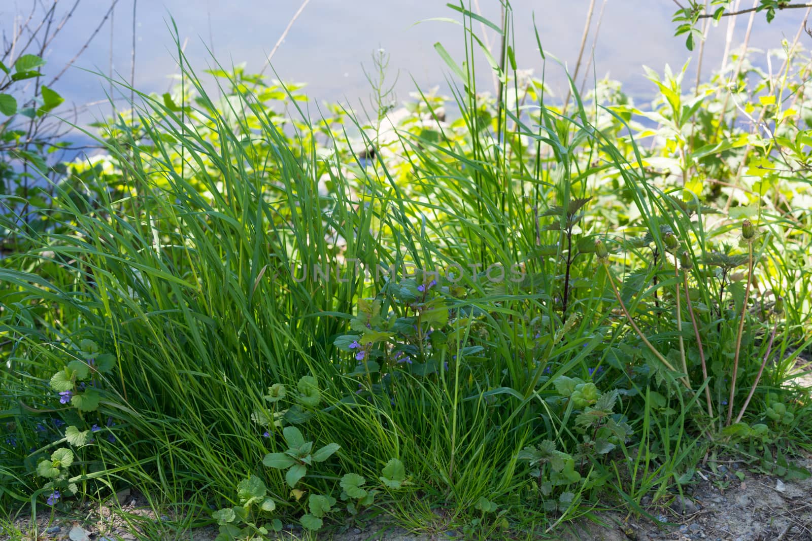 Landscape green grass field nature landscape by JFsPic