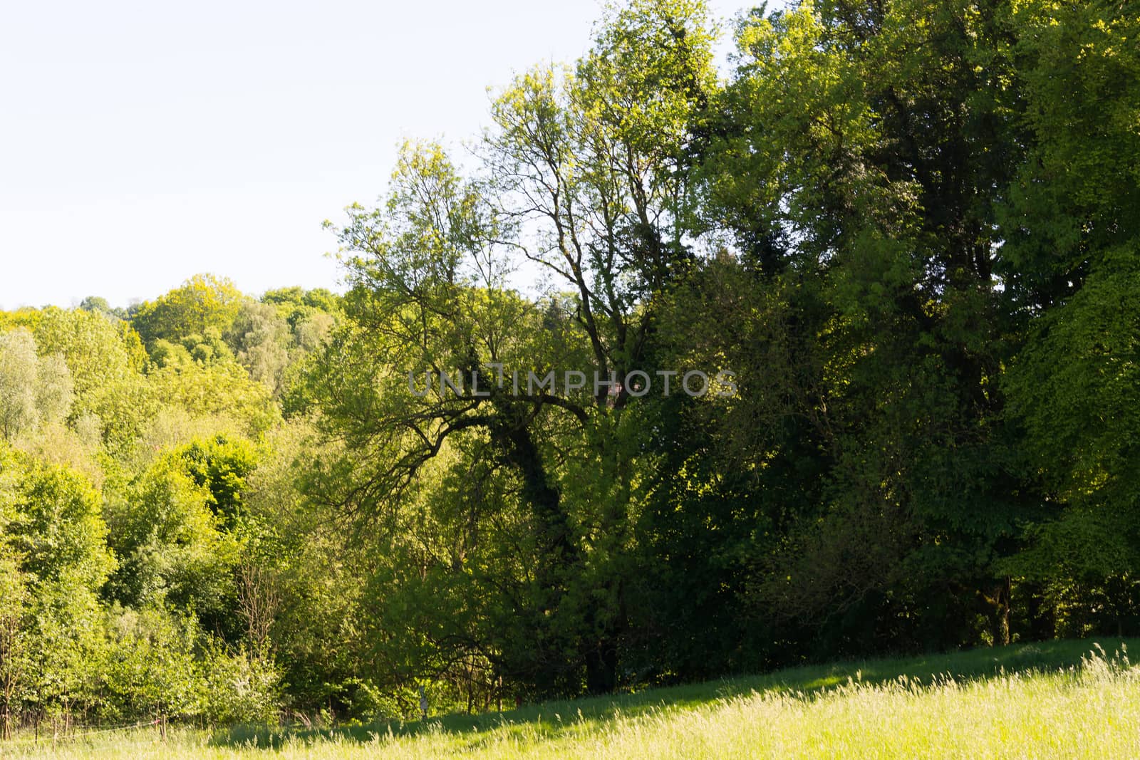 Landscape green grass field nature landscape by JFsPic