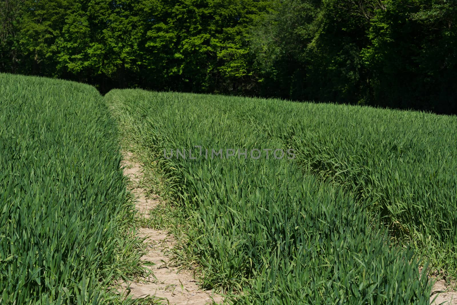 Nature landscape on small hills and blue sky with cloudN