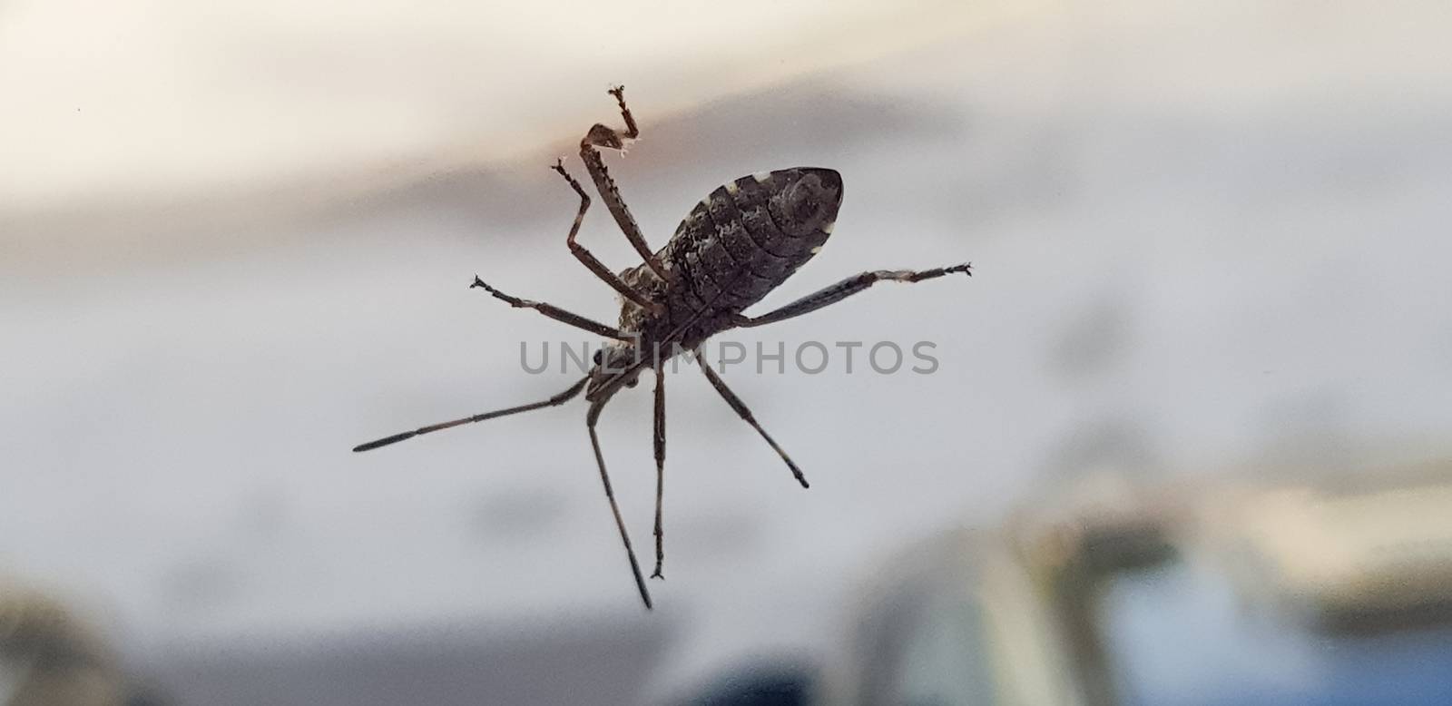 Beetle; Amphimallon solstitiale, in front of white background  