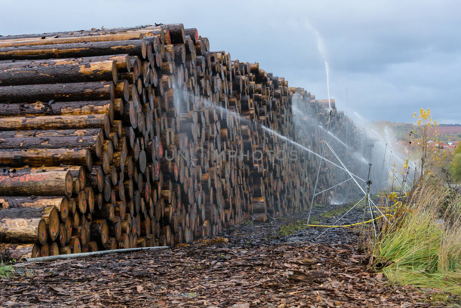 Wood yard business. Wood stacked outdoors. Concept forest industry environment.
Felled tree trunks are sprayed with water to protect them against wood pests