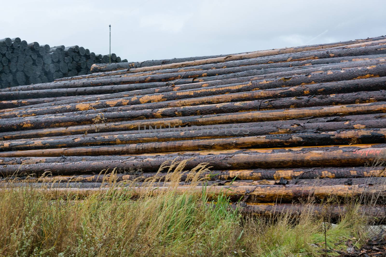 Wood yard business. Wood stacked outdoors. Concept forest industry environment.
Felled tree trunks are sprayed with water to protect them against wood pests