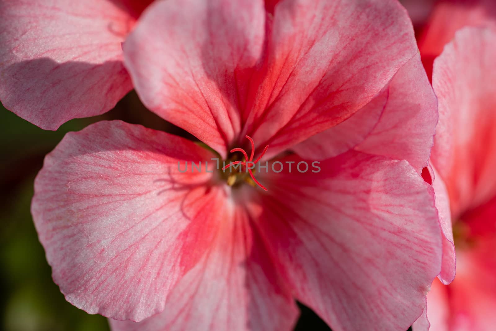 Flower petals Pelargonium zonale Willd. Macro photography of beautiful pink color petals, causing pleasant feeling from viewing photos. Soft, selective focus of blooming plant.