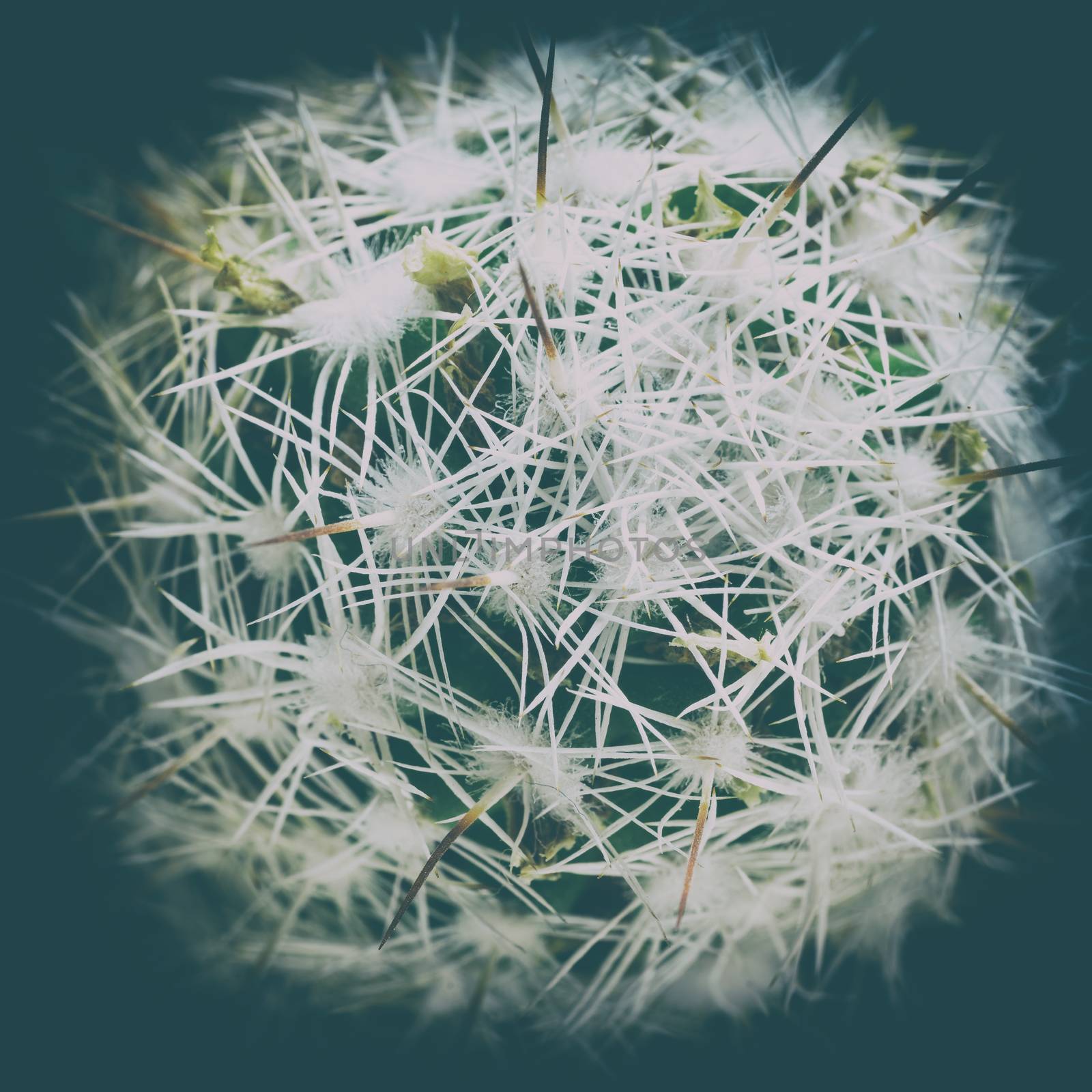 Top close-up view green round cactus with needles. Concept: bad ecology, prickly, unfriendly planet Earth, view from Space. Vintage vignette, toned picture with Instagram filter.