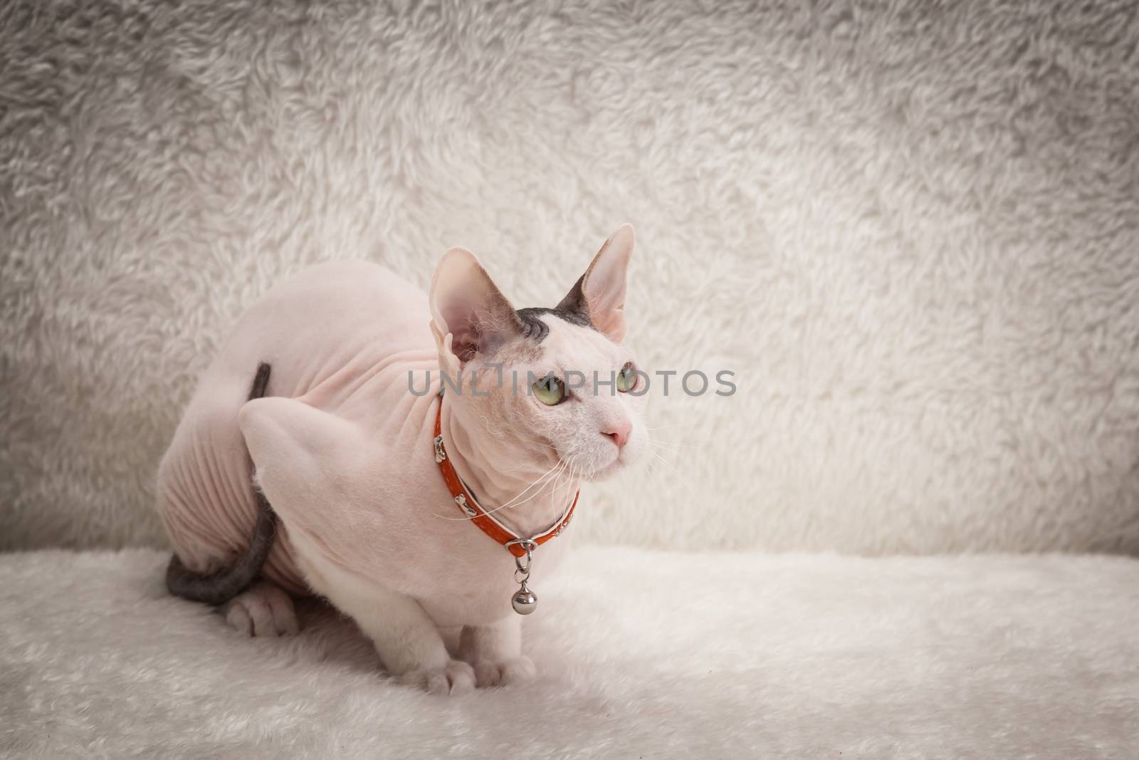 Bald Sphynx cat on a soft sofa