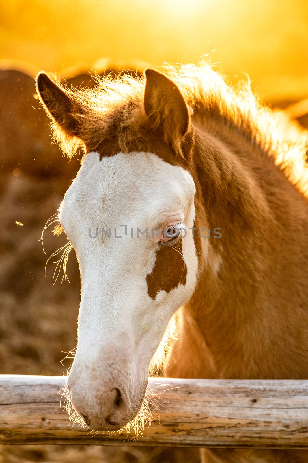 Icelandic horse foal in evening sunlight looking into the camera by sveter