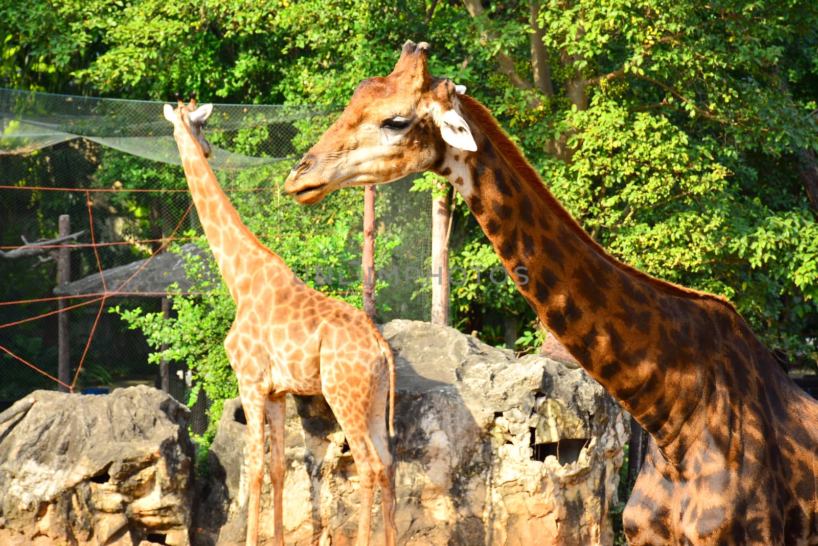 BANGKOK, TH - DEC 13: Giraffe at Dusit Zoo on December 13, 2016 in Khao Din Park, Bangkok, Thailand. Dusit Zoo is the oldest zoo in Bangkok, Thailand.