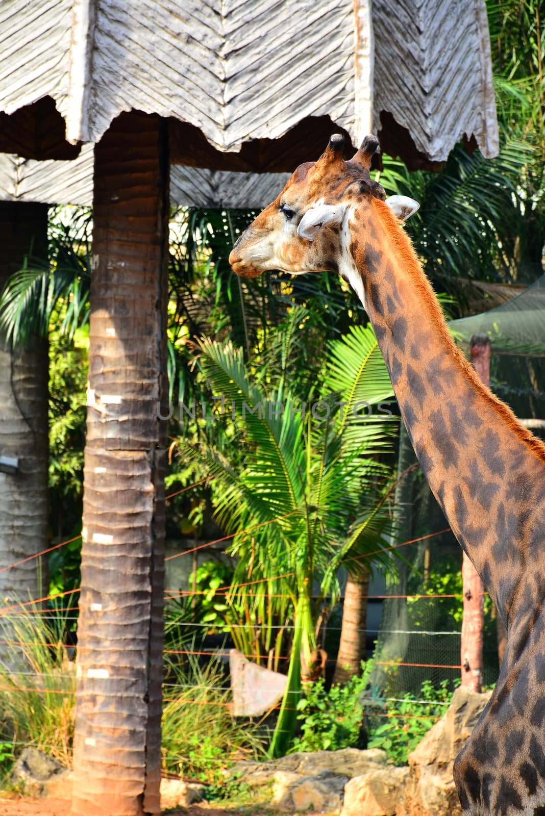 BANGKOK, TH - DEC 13: Giraffe at Dusit Zoo on December 13, 2016 in Khao Din Park, Bangkok, Thailand. Dusit Zoo is the oldest zoo in Bangkok, Thailand.