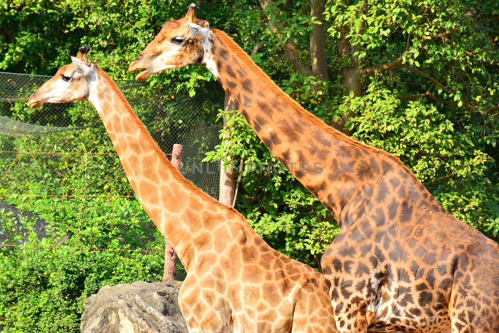 BANGKOK, TH - DEC 13: Giraffe at Dusit Zoo on December 13, 2016 in Khao Din Park, Bangkok, Thailand. Dusit Zoo is the oldest zoo in Bangkok, Thailand.