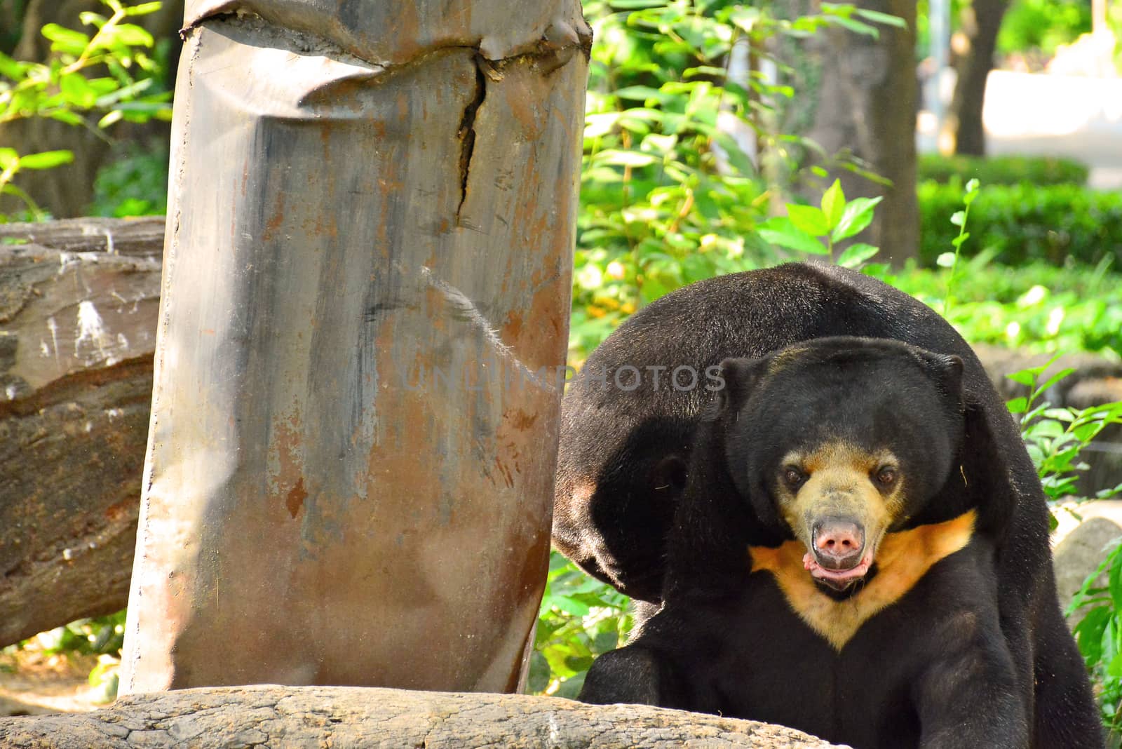 BANGKOK, TH - DEC 13: Malaysian sun bear at Dusit Zoo on December 13, 2016 in Khao Din Park, Bangkok, Thailand. Dusit Zoo is the oldest zoo in Bangkok, Thailand.