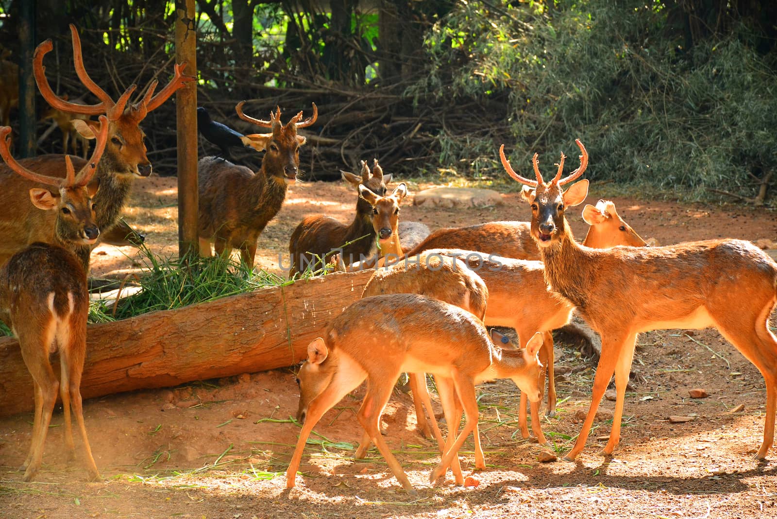 BANGKOK, TH - DEC 13: Deers at Dusit Zoo on December 13, 2016 in Khao Din Park, Bangkok, Thailand. Dusit Zoo is the oldest zoo in Bangkok, Thailand.