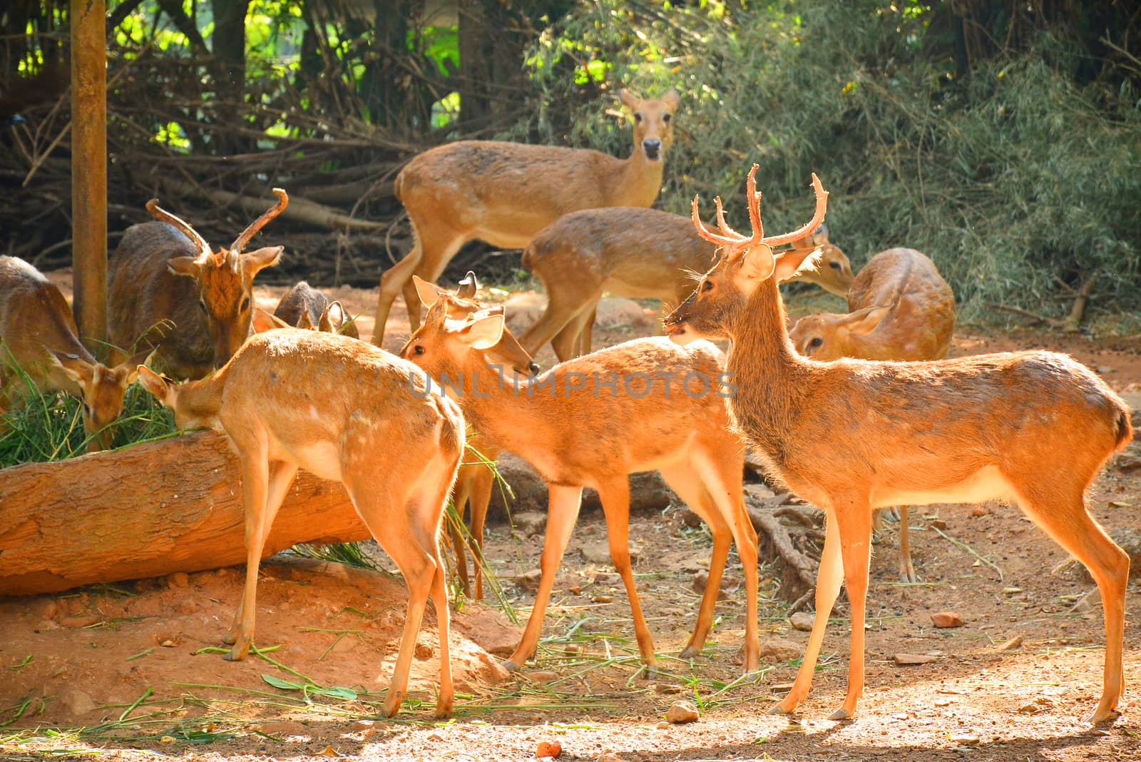 BANGKOK, TH - DEC 13: Deers at Dusit Zoo on December 13, 2016 in Khao Din Park, Bangkok, Thailand. Dusit Zoo is the oldest zoo in Bangkok, Thailand.