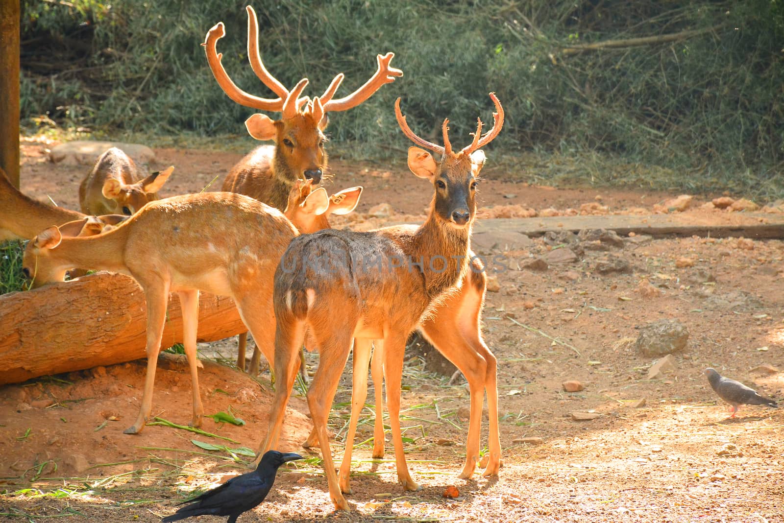 BANGKOK, TH - DEC 13: Deers at Dusit Zoo on December 13, 2016 in Khao Din Park, Bangkok, Thailand. Dusit Zoo is the oldest zoo in Bangkok, Thailand.