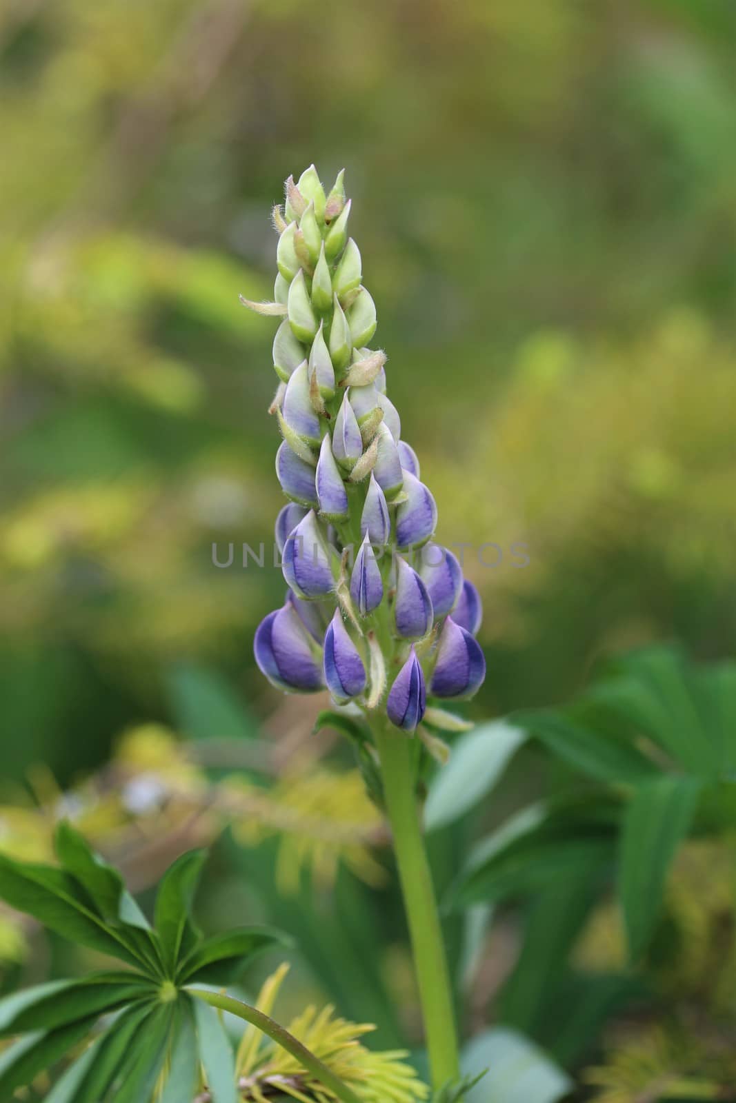 A blue lupine flower with green background by Luise123