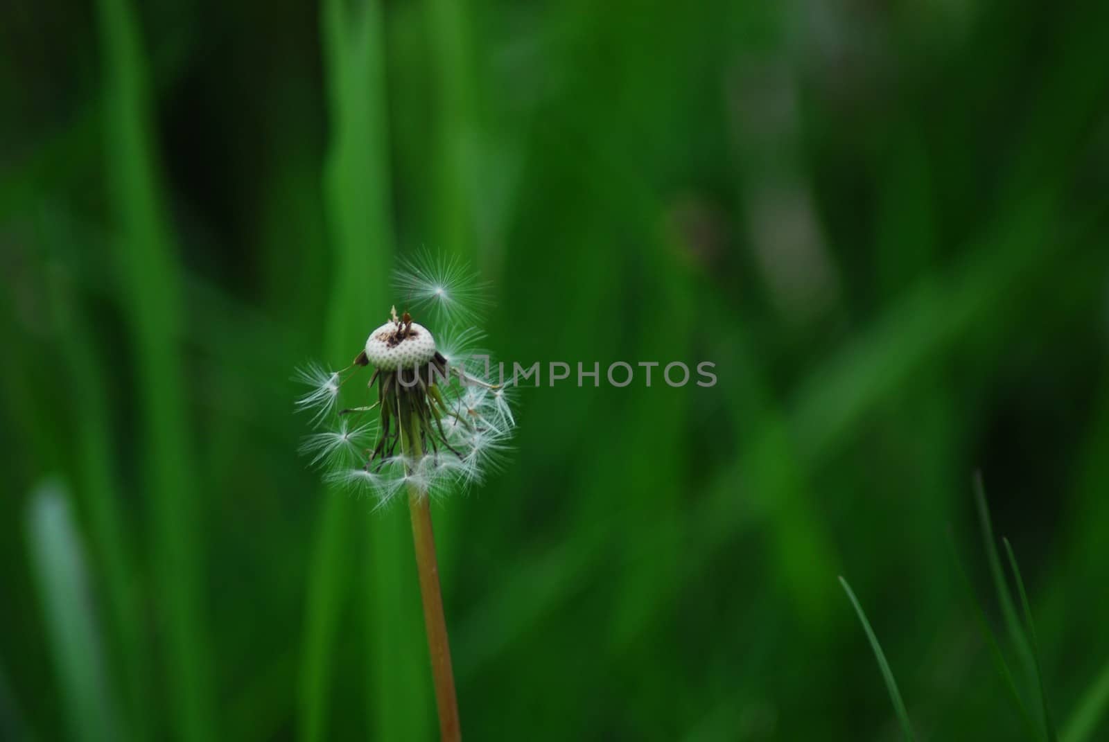 A dandelion loses its seeds against a green background