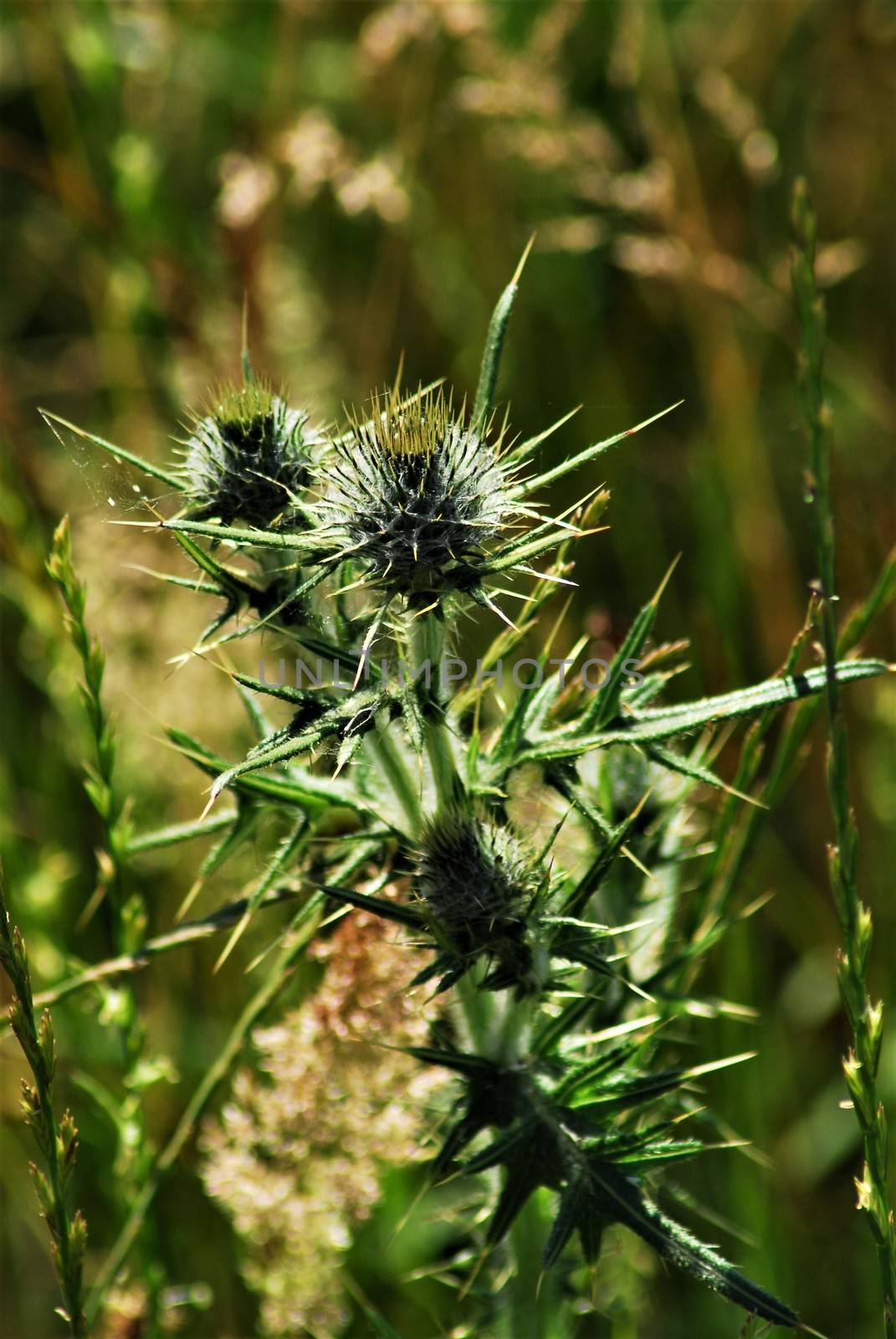 Green thistle against a brown green background by Luise123