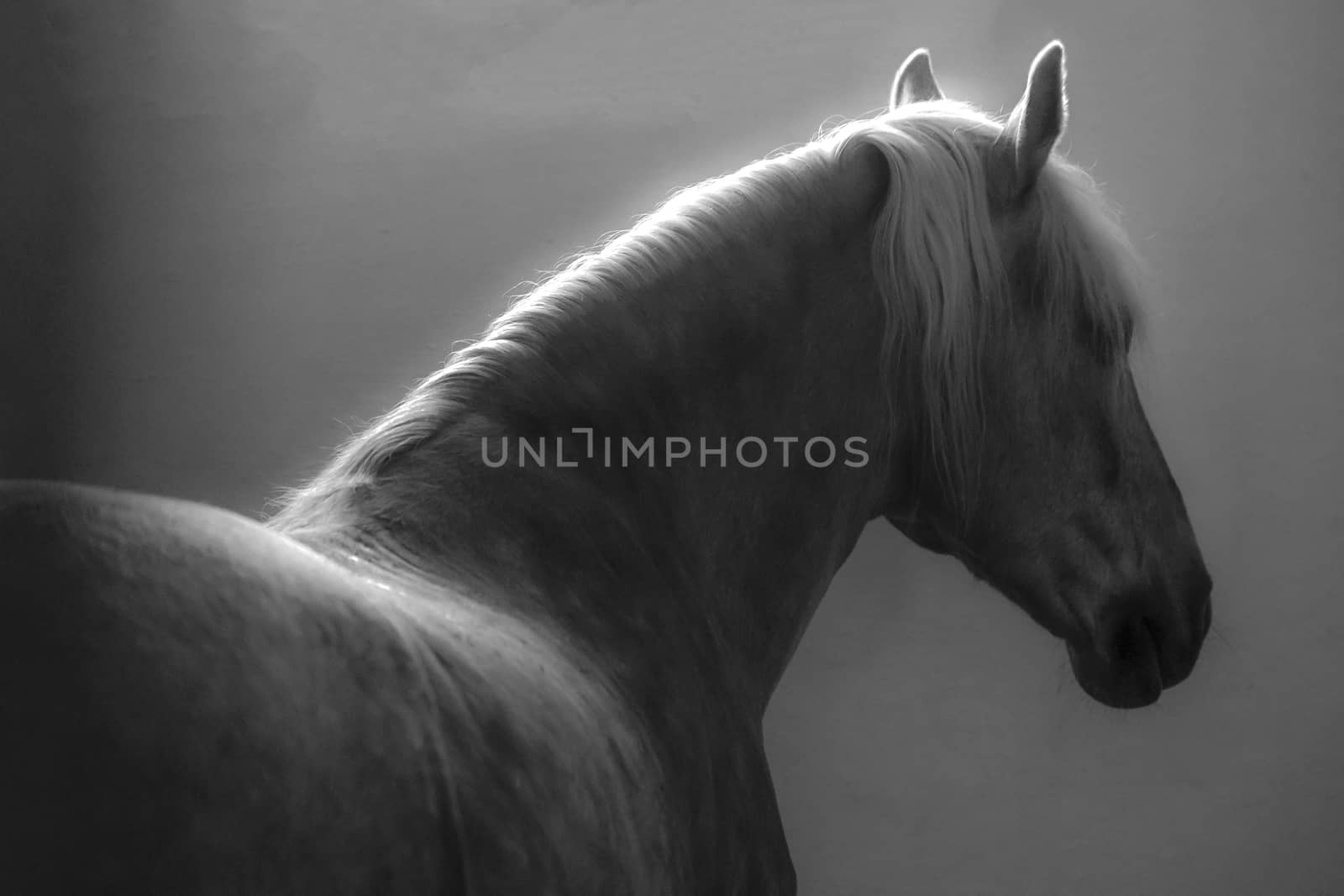 Muzzle of a horse close up. Fragment of the head of a horse, side view. Part of the case and forward legs out of focus