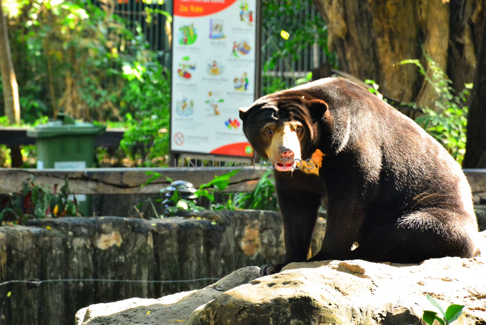 Malaysian sun bear at Dusit Zoo in Khao Din Park, Bangkok, Thail by imwaltersy