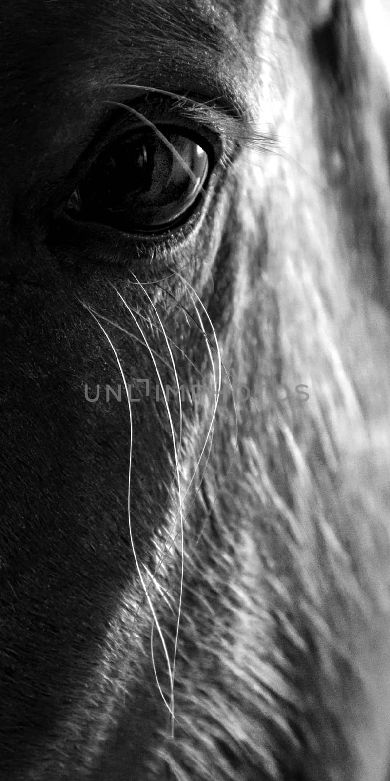 Muzzle of a horse close up. Fragment of the head of a horse, front view.