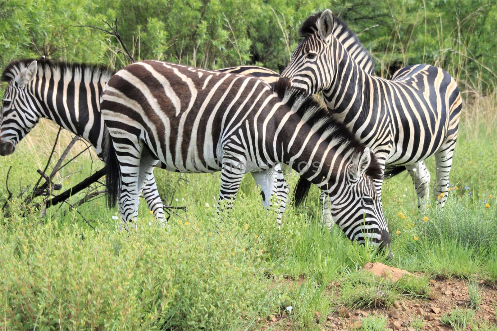 Tree zebras hanging around in the savanna eating grass