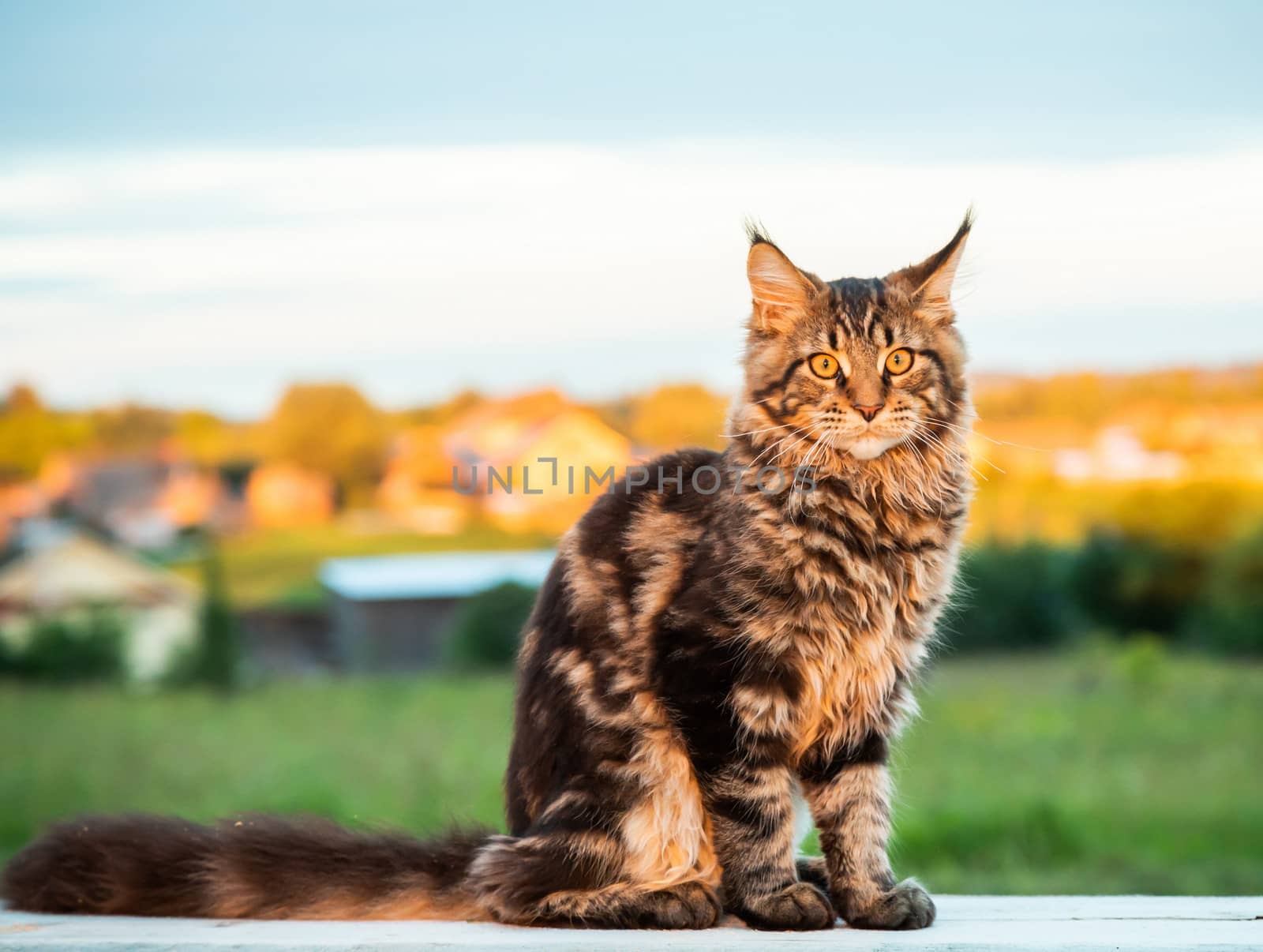 Black tabby Maine Coon cat sitting on a wooden bench in park. Pets walking outdoor adventure.