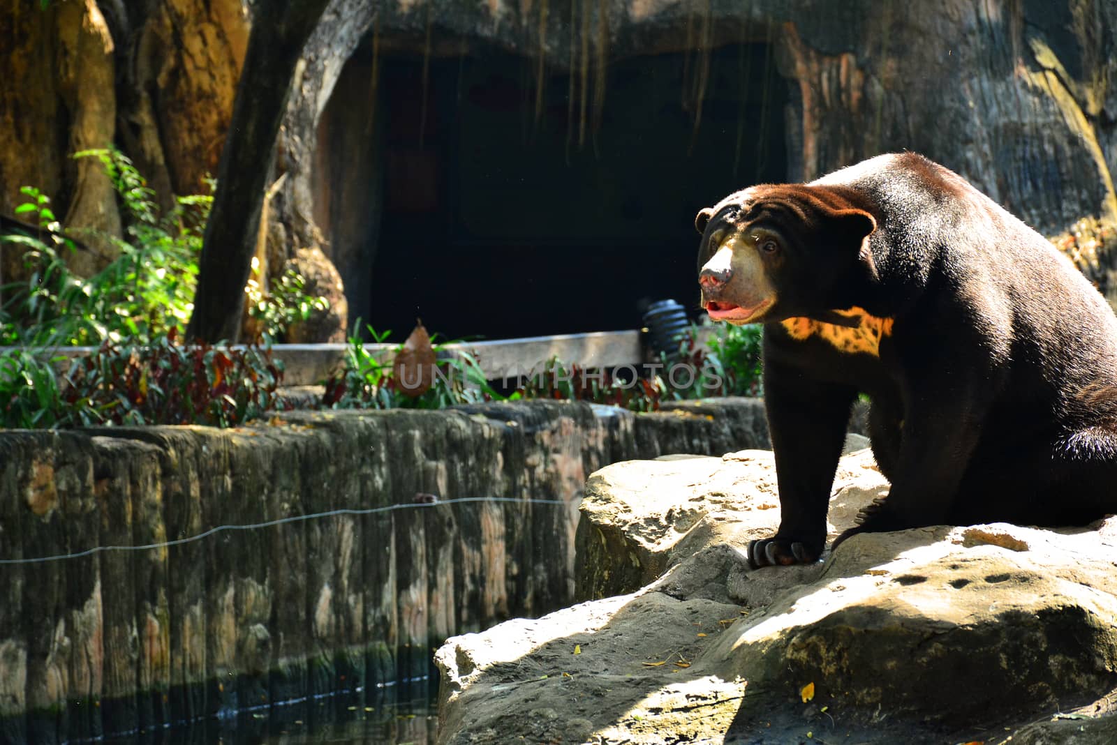 Malaysian sun bear at Dusit Zoo in Khao Din Park, Bangkok, Thail by imwaltersy