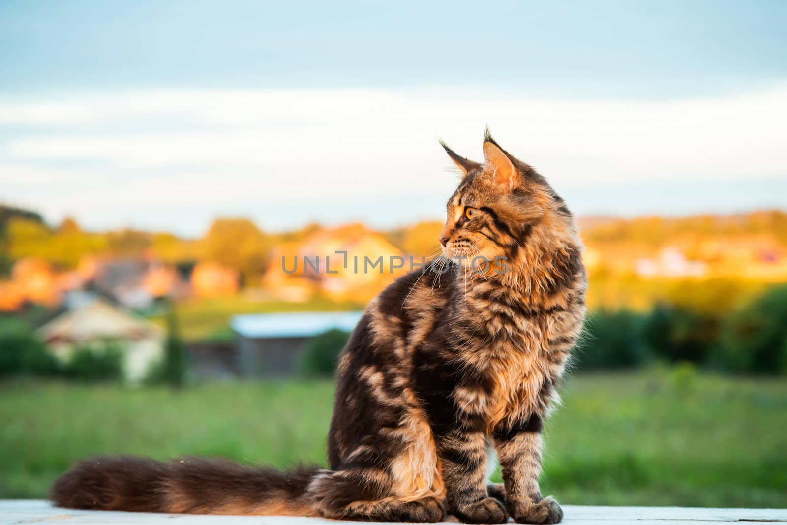 Black tabby Maine Coon cat sitting on a wooden bench in park. by sveter