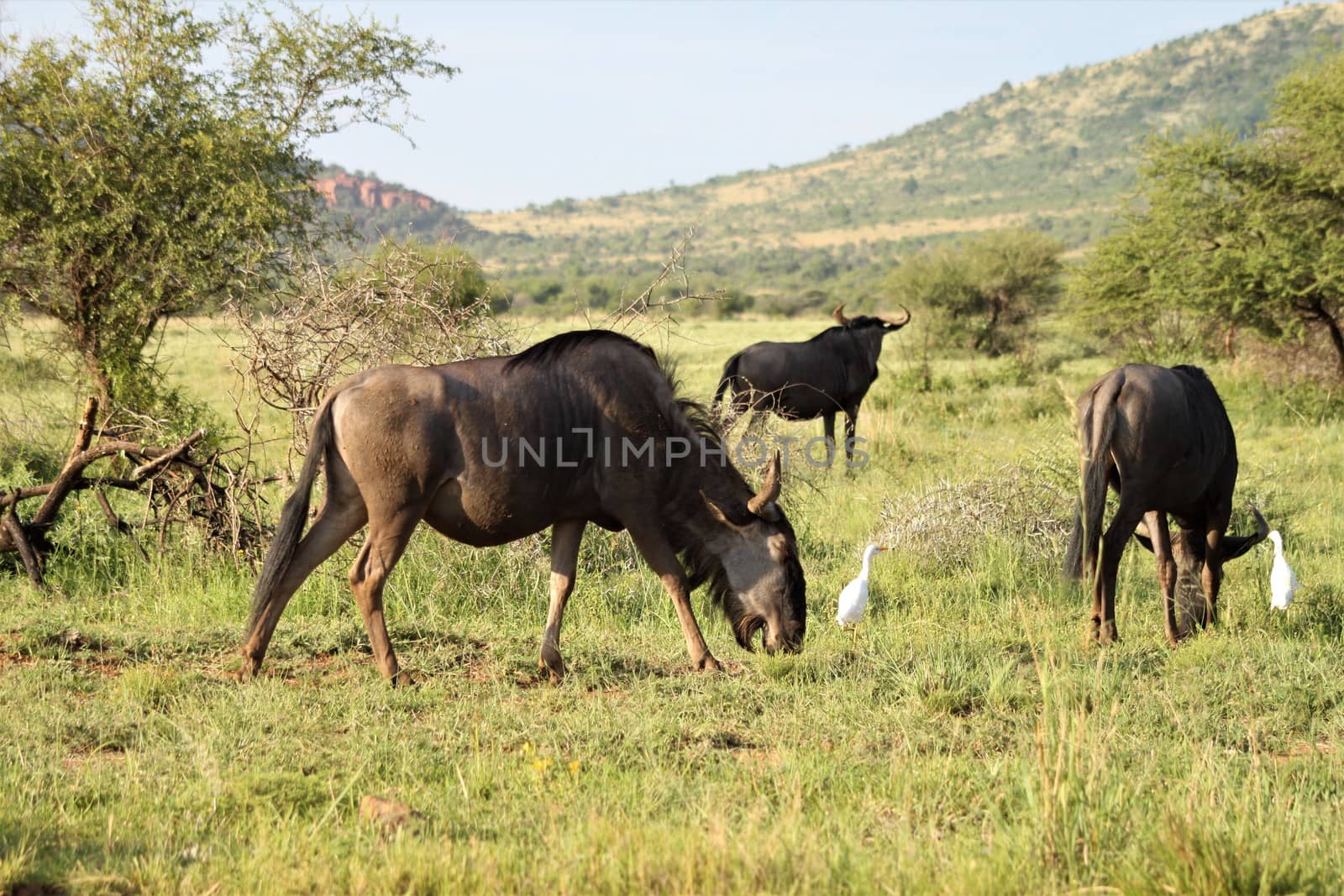 Rear view of some wildebeests and two white birds in the african savannah